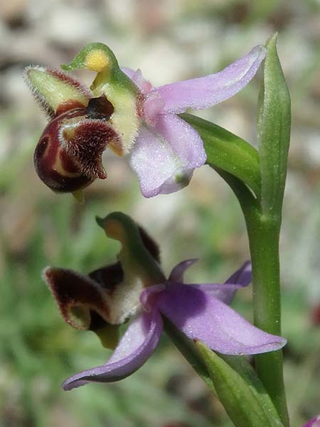 Ophrys schulzei \ Schulzes Ragwurz / Schulze's Bee Orchid, TR  Antakya 24.5.2018 (Photo: Luc Segers)