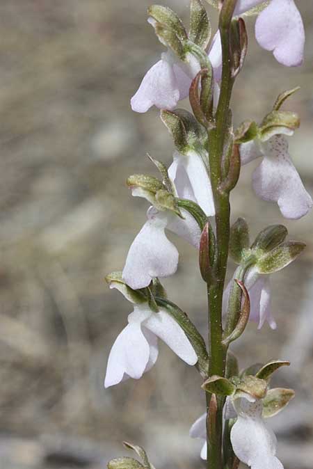 Orchis spitzelii farbvariante_color-variant \ Spitzels Knabenkraut / Spitzel's Orchid, TR  Cevizli - Antalya 15.5.2010 (Photo: Jan & Liesbeth Essink)