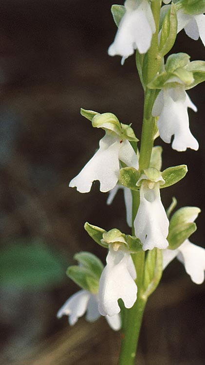 Orchis spitzelii farbvariante_color-variant \ Spitzels Knabenkraut / Spitzel's Orchid, TR  Konya Akseki - Cevizli 11.5.2008 (Photo: Jan & Liesbeth Essink)