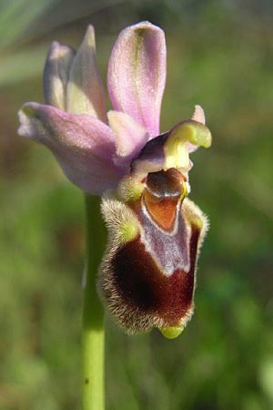 Ophrys tenthredinifera subsp. villosa \ Östliche Wespen-Ragwurz / Eastern Sawfly Orchid, TR  Manavgat 18.2.2010 (Photo: Helmut Presser)