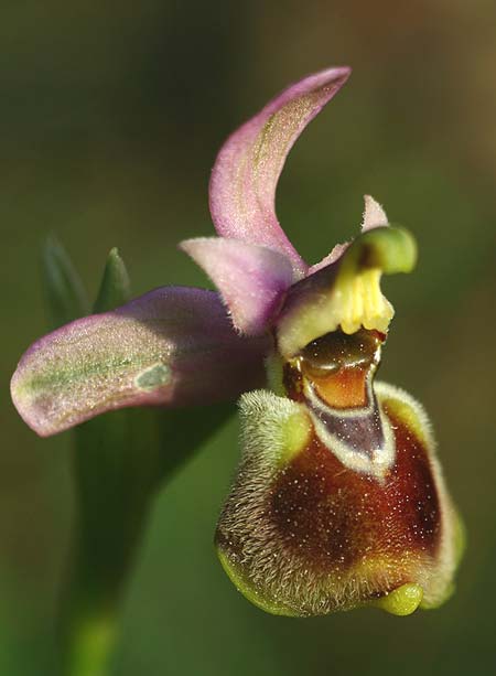 Ophrys tenthredinifera subsp. villosa \ Östliche Wespen-Ragwurz / Eastern Sawfly Orchid, TR  Manavgat 22.3.2016 (Photo: Helmut Presser)