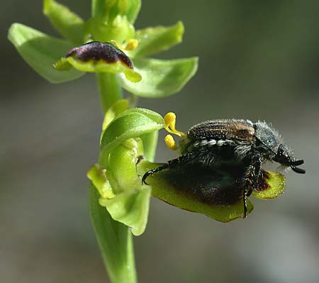 Ophrys urteae \ Käfer-Ragwurz / Beetle  (mit/with Blitopertha nigripennis), TR  Oymapinar 24.3.2016 (Photo: Helmut Presser)