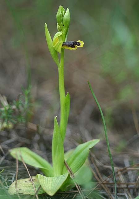 Ophrys urteae \ Käfer-Ragwurz / Beetle , TR  Oymapinar 24.3.2016 (Photo: Helmut Presser)