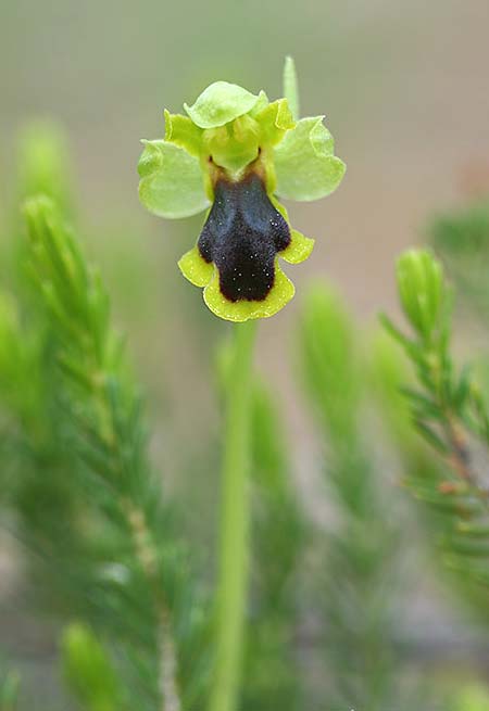 Ophrys urteae / Beetle , TR  Oymapinar 24.3.2016 (Photo: Helmut Presser)