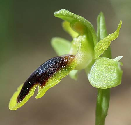 Ophrys urteae \ Käfer-Ragwurz / Beetle , TR  Oymapinar 24.3.2016 (Photo: Helmut Presser)