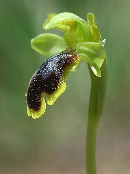 Ophrys urteae \ Käfer-Ragwurz / Beetle , TR  Oymapinar 24.3.2016 (Photo: Helmut Presser)