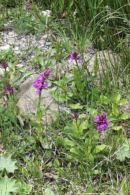 Dactylorhiza urvilleana subsp. ilgazica \ Paphlagonien-Fingerwurz / Paphlagonian Orchid, TR  Ilgazdagi - Gecidi - Kastamonu 2.6.2010 (Photo: Jan & Liesbeth Essink)