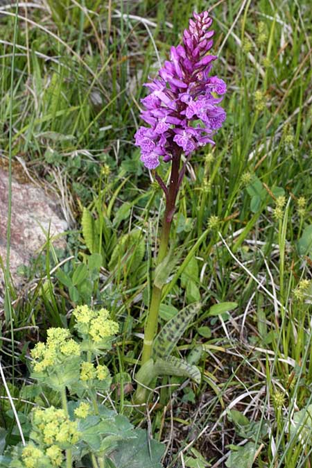 Dactylorhiza urvilleana subsp. ilgazica \ Paphlagonien-Fingerwurz / Paphlagonian Orchid, TR  Devrekani - Kastamonu 3.6.2010 (Photo: Jan & Liesbeth Essink)