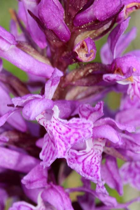 Dactylorhiza urvilleana subsp. ilgazica \ Paphlagonien-Fingerwurz / Paphlagonian Orchid, TR  Devrekani - Kastamonu 3.6.2010 (Photo: Jan & Liesbeth Essink)