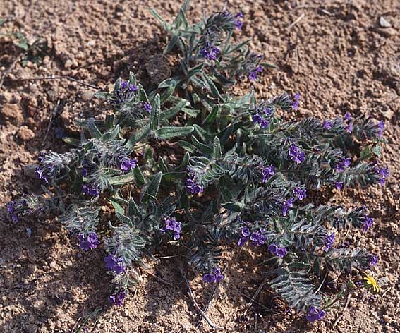 Alkanna tinctoria / Alkanet, Tunisia Hammamet 16.3.1997