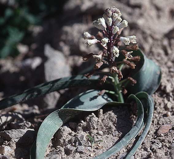 Bellevalia mauritanica var. tunetana \ Mauretanische Hyazinthe / Mauretanian Squill, Tunesien/Tunisia Zaghouan 18.3.1997