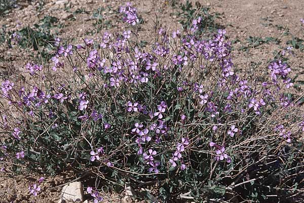 Moricandia arvensis \ Acker-Moricandie, Tunesien Zaghouan 18.3.1997