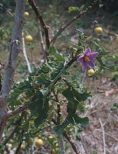 Solanum sodomaeum \ Sodomsapfel / Apple of Sodom, Tunesien/Tunisia Kelibia 16.3.1997