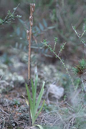 Serapias parviflora \ Kleinblütiger Zungenständel / Small Tongue Orchid, Tunesien/Tunisia,  Cap Bon 16.3.1997 
