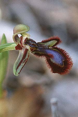 Ophrys speculum \ Spiegel-Ragwurz / Mirror Orchid, Tunesien/Tunisia,  Cap Bon 16.3.1997 