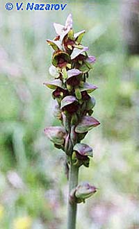 Steveniella satyrioides / Hooded Orchid (altitude 450 m), Ukraine,  Crimea Scalistoe 15.4.1994 (Photo: Dr. Vladimir Nazarov)