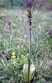 Steveniella satyrioides \ Kappenorchis / Hooded Orchid (Höhe/altitude 450 m), Ukraine,  Krim/Crimea Scalistoe 15.4.1994 (Photo: Dr. Vladimir Nazarov)
