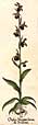 Ophrys fuciflora, von Seite/from page 197 aus/from Besler (1613) Hortus Eystettensis