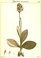 Orchis conica, Table/image 247 aus/from Desfontaines (1798) Flora Atlantica, sive Historia plantarum quae in Atlante, Agro Tunetano et Algeriensi Crescunt