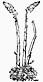 Neottia nidus-avis, von Seite/from page 156 of/von Dodoens (1557) Histoire des plantes