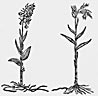 Epipactis + Cephalanthera aus/from L'Ecluse (1601) Rariorum plantarum historia