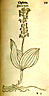 Listera ovata, aus/from Fuchs (1545) Primi de stirpium