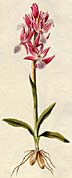 Orchis papilionacea, aus/from Jacquin (1781 - 1789) Icones Plantarum Rariorum, Pars I