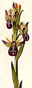 Ophrys crucigera ?!, aus/from Jacquin (1781 - 1789) Icones Plantarum Rariorum, Pars I