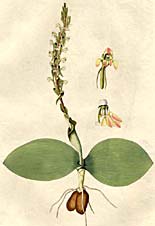 Orchis bicornis, Seite/page 179 aus/from Jacquin (1797 - 1804) Plantarum rariorum horti caesarei schoenbrunnensis descriptiones et icones, Band/volume 2
