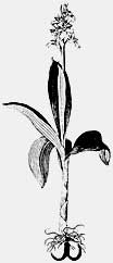 Orchis pallens, Tafel/image 45 aus/from Jacquin (1773 - 1778) Florae austriacae sive Plantarum selectarum in Austriae archiducatu sponte crescentium, Vol. 6
