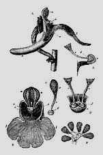 Orchis mascula, Fig. 1 aus/from Darwin (1862/1877) Die verschiedenen Einrichtungen durch welche Orchideen von Insecten befruchtet werden / On the various contrivances by which British and foreign orchids are fertilised by insects