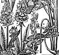 Dactylorhiza + Ophrys, von Seite/from page 191 von/of Parkinson (1629) Paradisi in Sole. Paradisus Terrestris