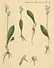 Platanthera oligantha, aus/from Flora Danica (1761 - 1874)