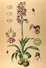 Orchis morio, Tafel/image 3 aus/from Max Schulze (1894) Die Orchidaceen Deutschlands, Deutsch-Oesterreichs und der Schweiz