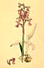 Orchis morio, Table/image 1454 aus/from Sowerby (1883) English botany or coloured figures of British plants