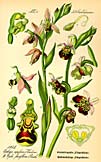 Ophrys apifera + fuciflora, Tafel/image 150 aus/from Thomé (1885-1905) Flora von Deutschland, Östereich und der Schweiz