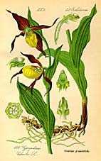 Cypripedium calceolus, Tafel/image 160 aus/from Thomé (1885-1905) Flora von Deutschland, Östereich und der Schweiz