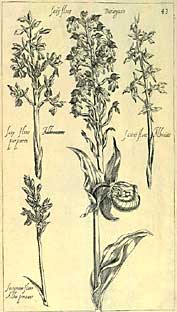 Satyrion (Orchid.), aus/from Vallet (1623) Le jardin du Roy tres chrestien, Loys XIII, Roy de France et de Navare ...