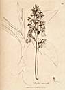 Orchis mascula, aus/from Woodville (1790 - 1794) A supplement to Medical botany, Band/Volume 2
