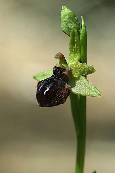 Ophrys exaltata subsp. cephalonica x incubacea, AL   Vlora 3.4.2015 (Photo: Helmut Presser)