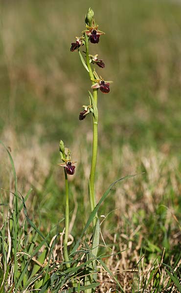 Ophrys incubacea x mammosa, AL   Divjaka 2.4.2015 (Photo: Helmut Presser)