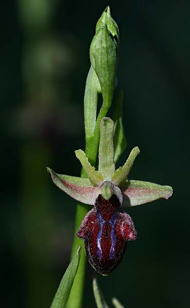 Ophrys incubacea x mammosa, AL   Divjaka 2.4.2015 (Photo: Helmut Presser)