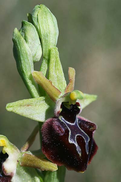 Ophrys incubacea x mammosa, AL   Divjaka 2.4.2015 (Photo: Helmut Presser)