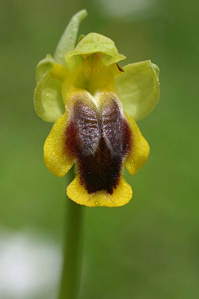 Ophrys phryganae x praemelena, AL   Munzina 4.4.2015 (Photo: Helmut Presser)