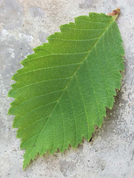 Zelkova carpinifolia \ Kaukasische Zelkove / Caucasian Zelkova, Armenien/Armenia Jerewan 1.6.2021 (Photo: Erich Wegenstein)