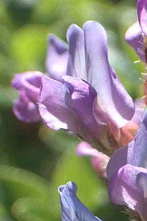 Oxytropis neglecta \ Insubrischer Spitzkiel, Pyrenen-Spitzkiel, A Kärnten, Petzen 8.8.2016