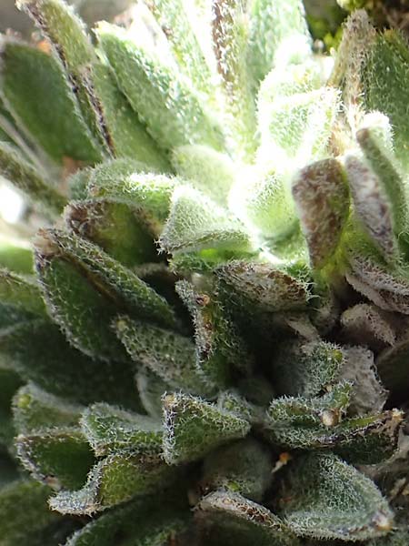 Arabis bellidifolia subsp. stellulata \ Sternhaarige Zwerg-G�nsekresse, Stern-G�nsekresse / Stellate Rock-Cress, A Dachstein 10.7.2020