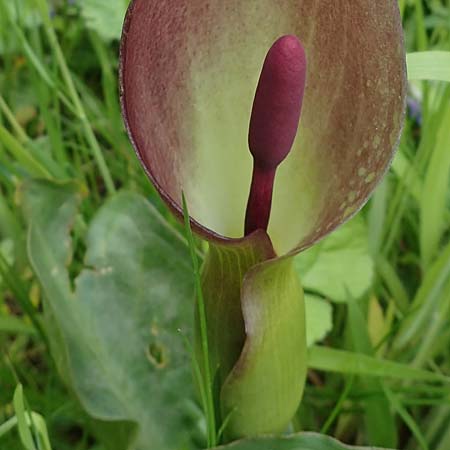 Arum cylindraceum \ Sdstlicher Aronstab / Alpine Arum, Danish Arum, A Perchtoldsdorf 7.5.2022