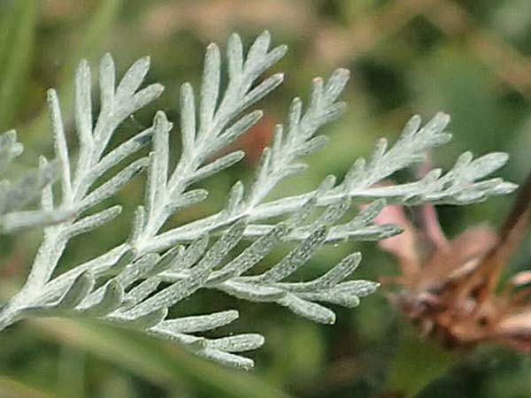 Artemisia pontica \ Pontischer Beifu, Rmischer Wermut / Roman Wormwood, A Gumpoldskirchen 9.7.2023