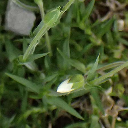 Arenaria grandiflora \ Gro&szlig;bl&uuml;tiges Sandkraut / Large-Flowered Sandwort, A Trenchtling 6.7.2024